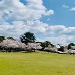 奈良のお花見～奈良公園(ソメイヨシノ)